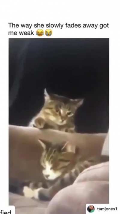 If cats can talk 