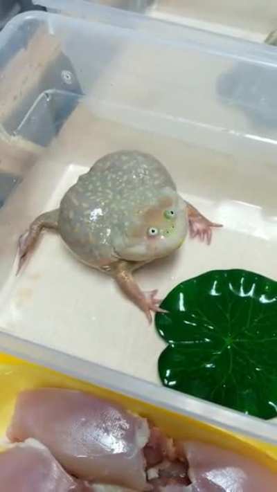 Budget frog screaming