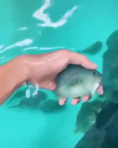 His fishies 🙂