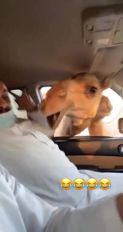 Feeding a camel 🐪