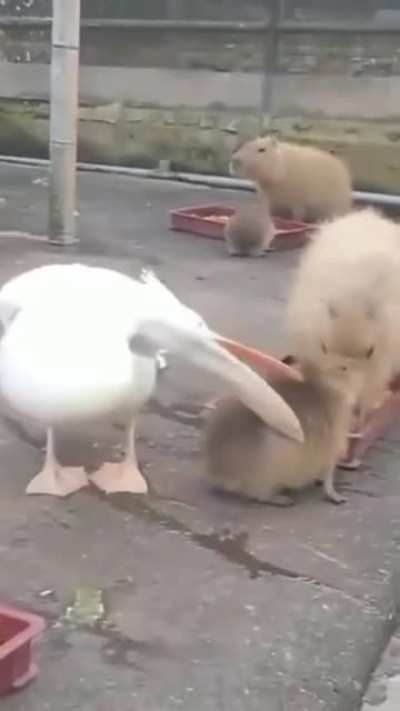 youseeingthisshit - Video #6672