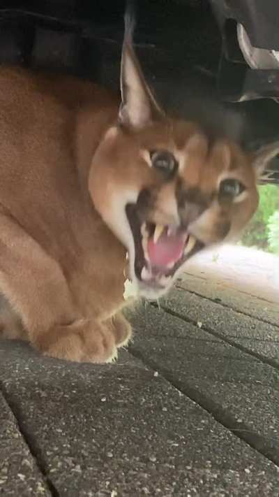 Omg Floppa what are you doing under the car 😡🤬🤬😭😭😶‍🌫️😨😱😢😢🥶😶‍🌫️😢😤