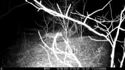 My trail cam recorded this perfectly cut video of a fox