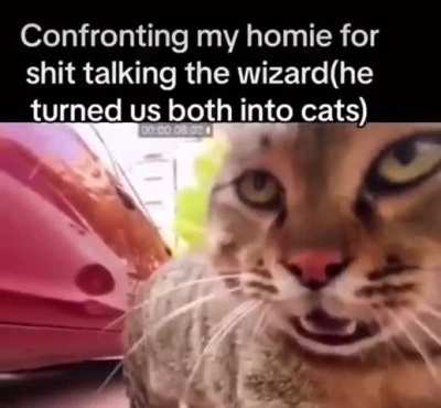 Meow