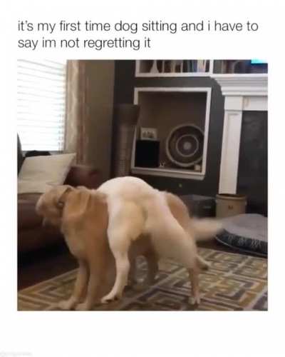 Woof_irl