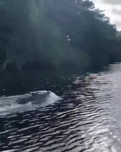 Crocodiles are ridiculously fast!