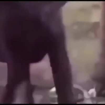 Its a hard cock life