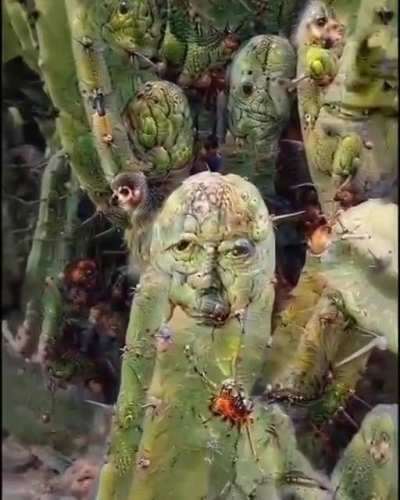Cactus