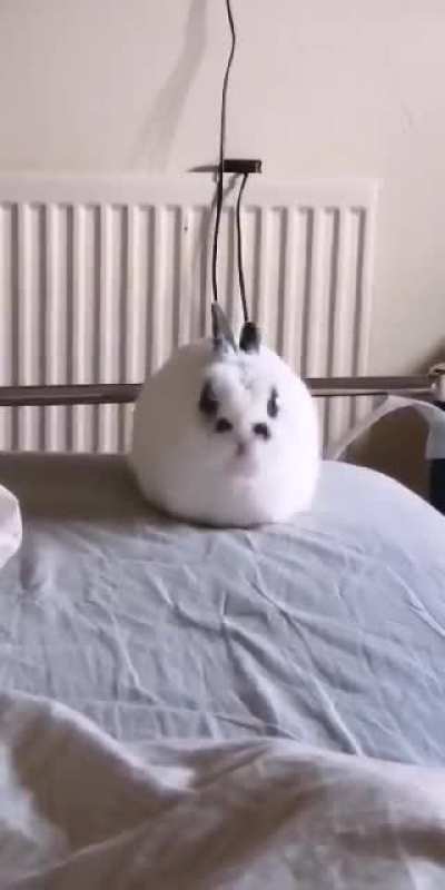Loaf