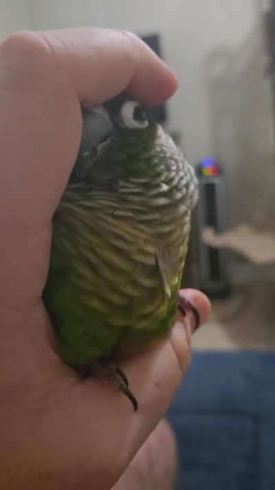 12/10 Good Bird