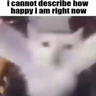 Cat go brrr