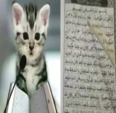 arab cat😁