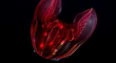 Bioluminescence in the deep sea: the ctenophora