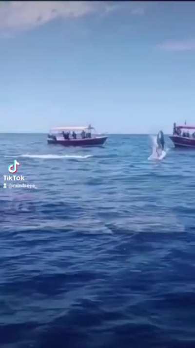 Orca versus dolphin...