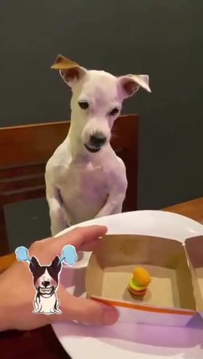Dog loses his cool.