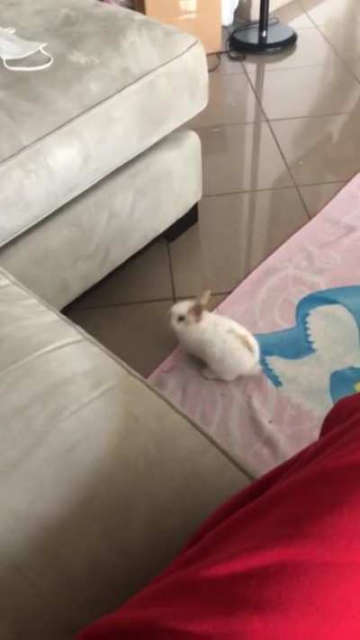 the cutest video of hazel when she was only 8weeks! she struggled to jump on the couch but now she is a pro 🤣
