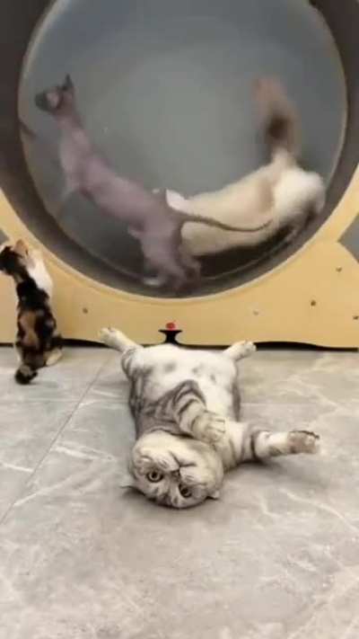 There're two(+1) types of cats...