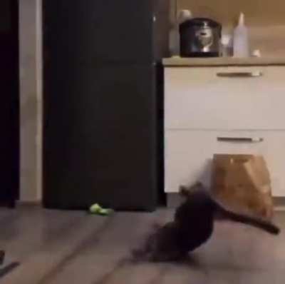 Startled into dance