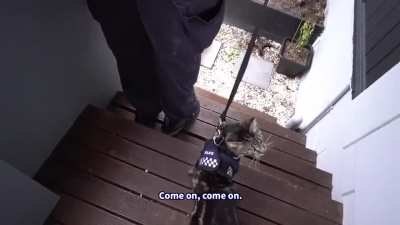 New Zealand Police - Secret Cat Division