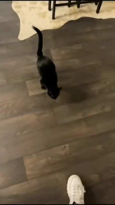 Cat.