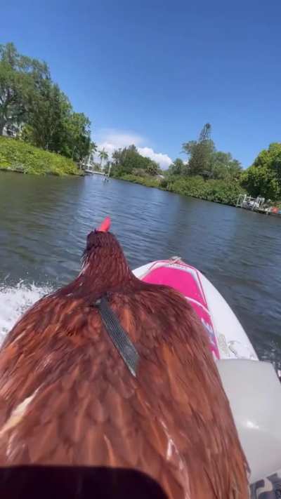 Jet ski chicken