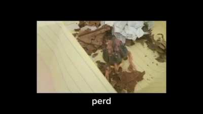 Perd