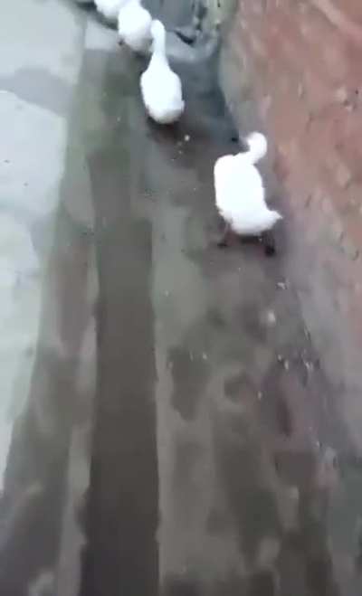 Wish I had this energy after shitting myself
