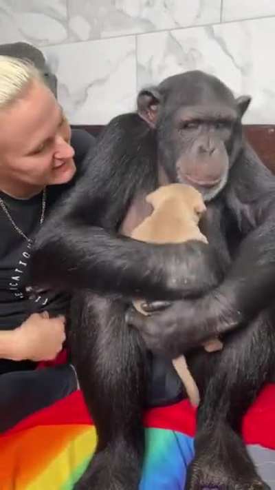 Monkey and Pup
