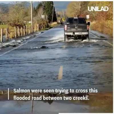 🔥 Salmon crosses flooded road between two creeks.