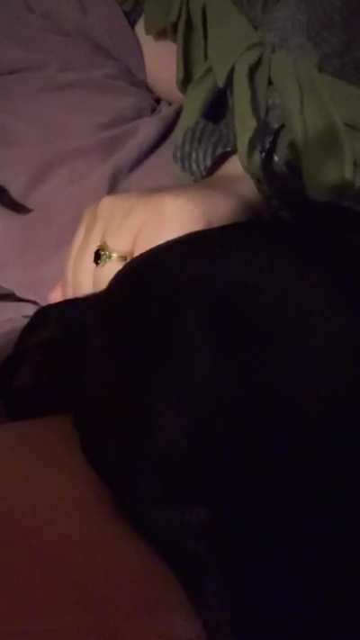 First dog ever, had her for three weeks, why does she cry WHEN I pet her? sorry for the terrible quality video. Turn up volume.