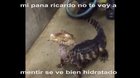 Mi pana ricardo