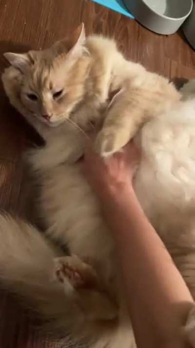 All the Floofs