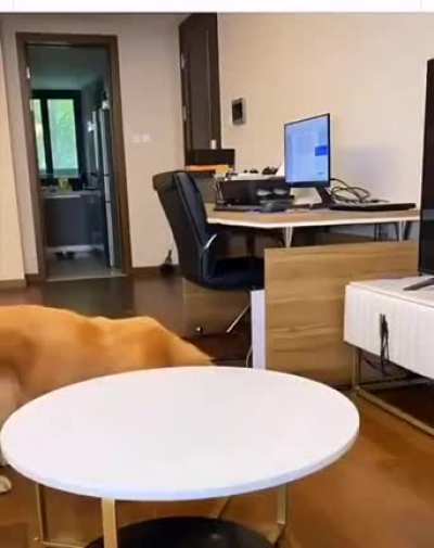 This dog is both bad and good.