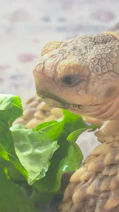 Rate these chomps