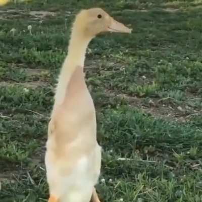 (Provavelmente alguém já fez isso... Mas) Eis que visto a roupa ao contrário: