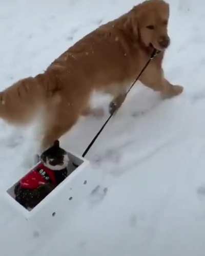 Children Playing In The Snow
