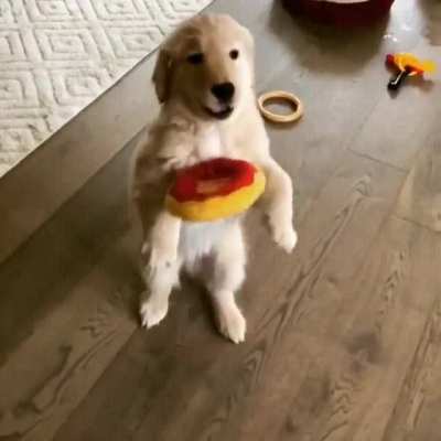 PuPPy gEtS DiAbEeTuS aNd fUckiNG dIEs