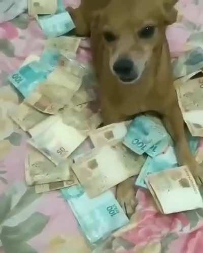 Dog do Julius