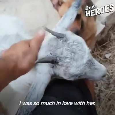 This guy sold his nightclub to save thousands of dogs and other animals. Credit: The Dodo