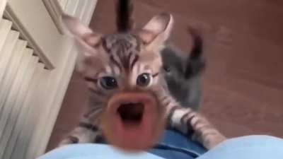 This Is Literally The Best Cat Video You've Ever Seen