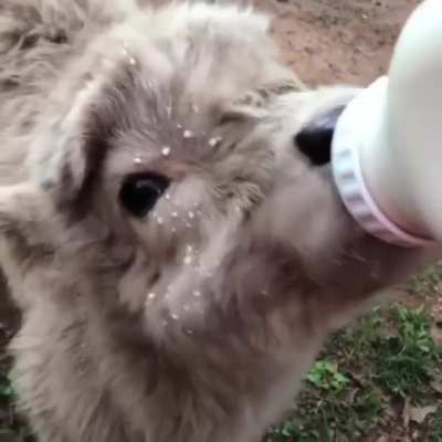 Nom nom nom so delicious