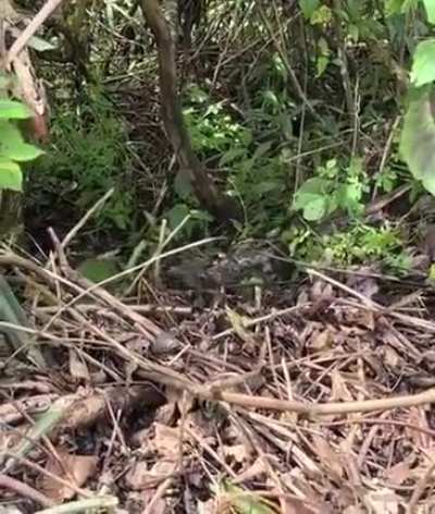 just helping a sloth