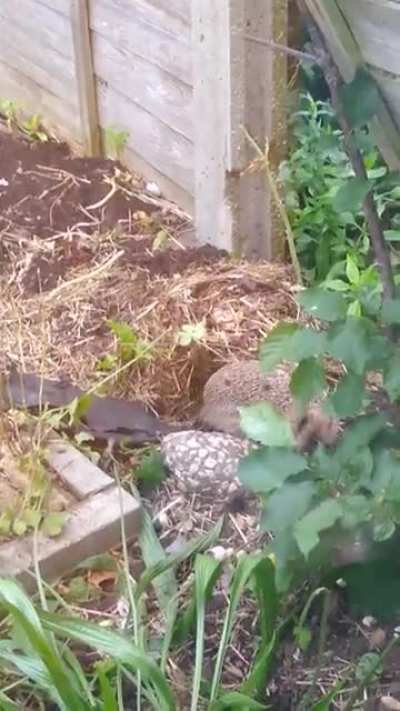 Came home from night shift to find hedgehog building a nest in my garden
