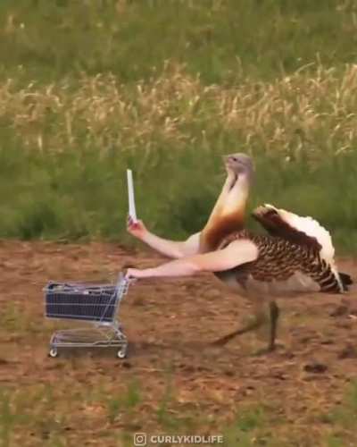 If birds had arms