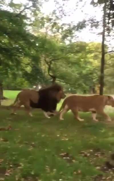 Não se deixe enganar pelos leões, o vídeo não eh sobre eles