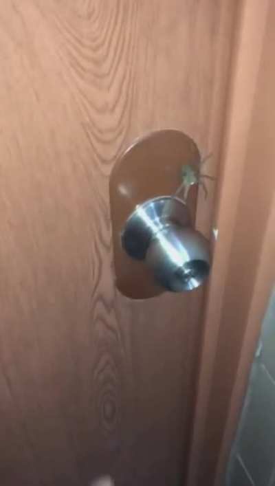 spider-bro was just trying to get the door for you, man