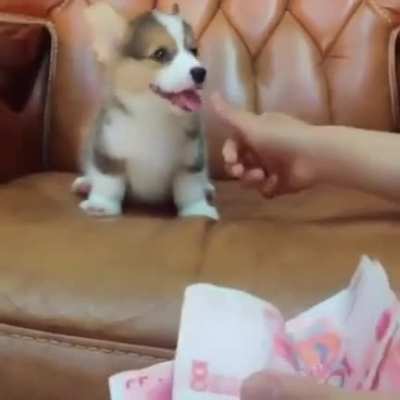smol puppasistant