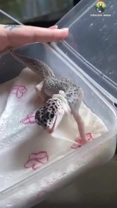 Cute leopard gecko changing skin