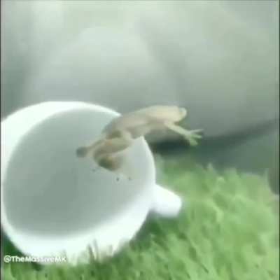 Frgo fli