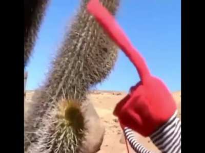 Cactus